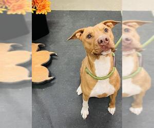 Rhodesian Ridgeback-Unknown Mix Dogs for adoption in Globe, AZ, USA