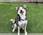 Small Siberian Husky