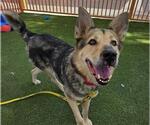 Small #1 German Shepherd Dog Mix