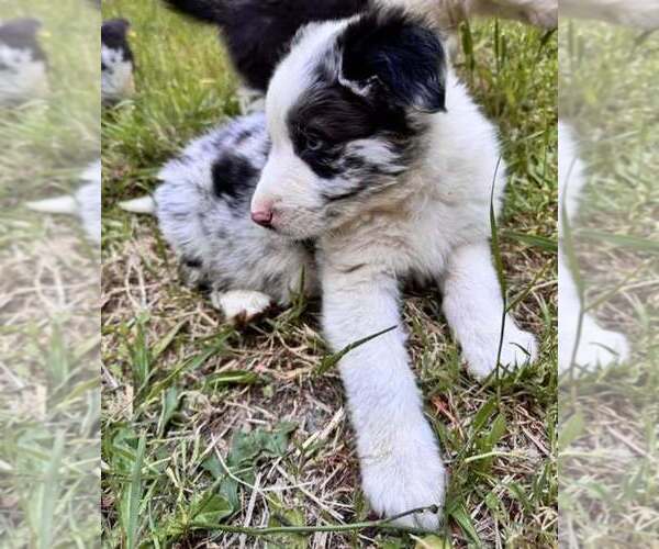 Medium Photo #3 Border Collie Puppy For Sale in MOSIER, OR, USA