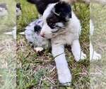Small #2 Border Collie