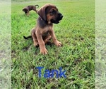 Small #4 Mastiff