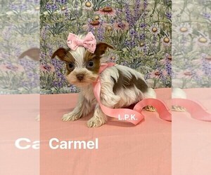 Yorkshire Terrier Puppy for sale in WINNSBORO, LA, USA