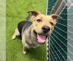 Small German Shepherd Dog Mix