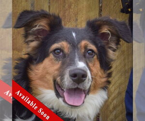 Border-Aussie Dogs for adoption in Huntley, IL, USA