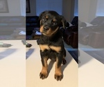 Small Photo #48 Rottweiler Puppy For Sale in OAK GLEN, CA, USA