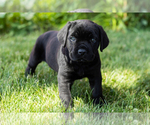 Puppy Hunter Cane Corso