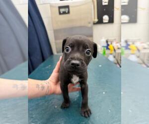 Medium Labrador Retriever Mix