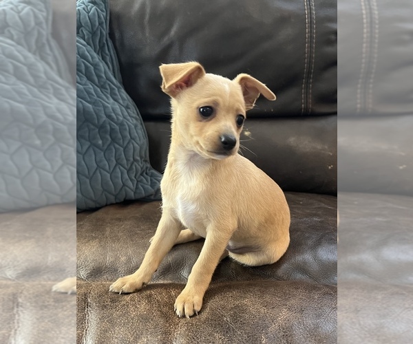 Medium Photo #6 Chihuahua-Chiweenie Mix Puppy For Sale in CLOVER, SC, USA