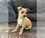 Small Photo #6 Chihuahua-Chiweenie Mix Puppy For Sale in CLOVER, SC, USA
