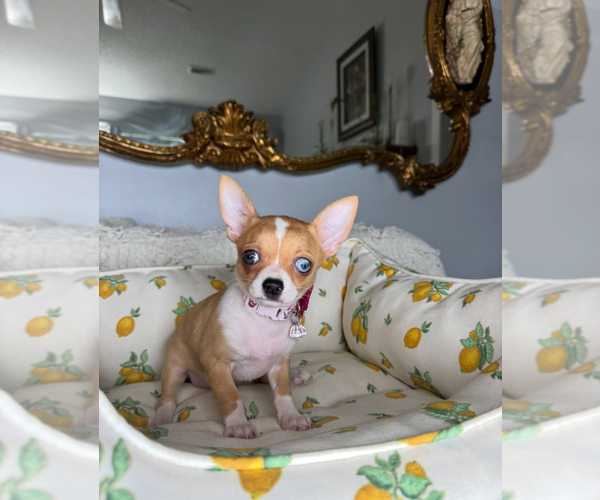 Medium Photo #3 Chihuahua Puppy For Sale in CHARLOTTE, NC, USA