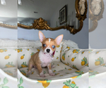 Small #2 Chihuahua