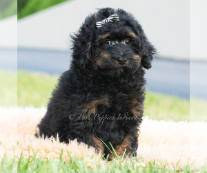 Medium Poodle (Miniature)