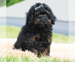 Puppy Duke Poodle (Miniature)