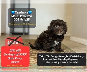 Poovanese Puppy for sale in TUCSON, AZ, USA