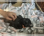 Small Photo #29 Frenchie Pug Puppy For Sale in BLOOMINGTON, IL, USA