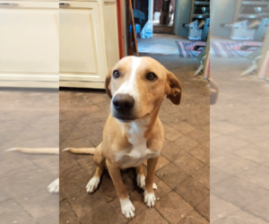 Mutt-Sicillian Hound (Cirneco Dell' Etna) Mix Dog for Adoption in Catania, Sicily Italy