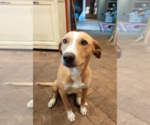 Small Photo #1 Mutt-Sicillian Hound (Cirneco Dell' Etna) Mix Puppy For Sale in Catania, Sicily, Italy