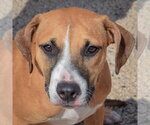 Small Photo #5 American Staffordshire Terrier-Boxer Mix Puppy For Sale in Huntley, IL, USA