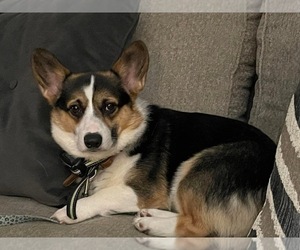 Father of the Pembroke Welsh Corgi puppies born on 03/17/2024