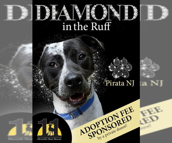 Medium Photo #4 American Pit Bull Terrier-Pointer Mix Puppy For Sale in Rockaway, NJ, USA