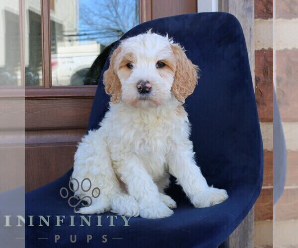 Medium Photo #3 Goldendoodle Puppy For Sale in NARVON, PA, USA