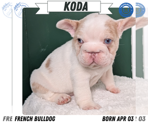 Medium French Bulldog