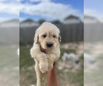Small #2 Goldendoodle