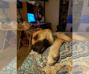 Charli - Female Anatolian Shepherd-Unknown Mix Dog for Adoption - Photo #5