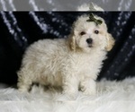 Small Photo #100 Maltipoo (Miniature) Puppy For Sale in WARSAW, IN, USA