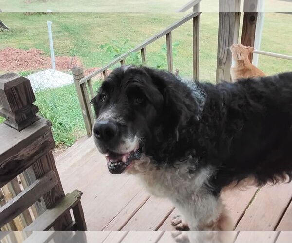 Medium Photo #3 Saint Berdoodle Puppy For Sale in Woodsfield, OH, USA