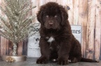 Small Photo #4 Newfoundland Puppy For Sale in BEL AIR, MD, USA