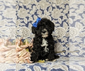 Poocan Puppy for sale in NEW HOLLAND, PA, USA