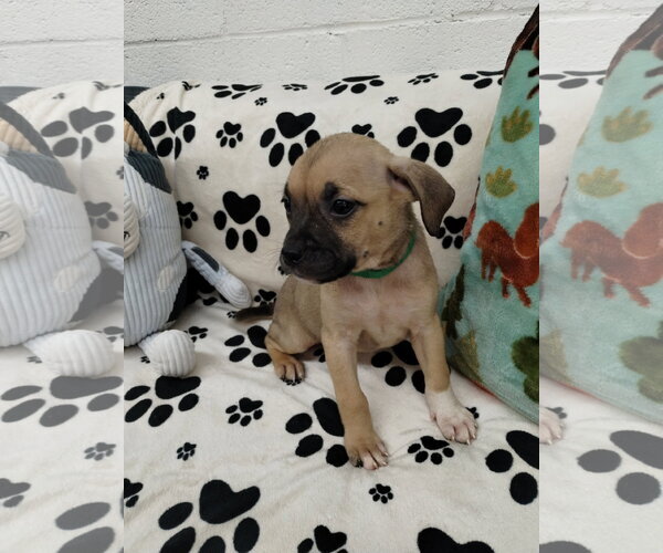 Medium Photo #3 Mutt Puppy For Sale in York, SC, USA