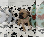 Small #2 Mutt