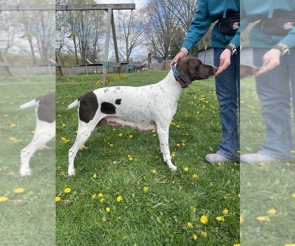 Medium Photo #1 German Shorthaired Pointer Puppy For Sale in AVILLA, IN, USA
