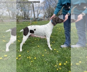 Mother of the German Shorthaired Pointer puppies born on 04/18/2025