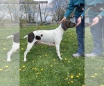 Small Photo #1 German Shorthaired Pointer Puppy For Sale in AVILLA, IN, USA