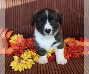 Cardigan Welsh Corgi Puppy for sale in LIVERMORE, CO, USA