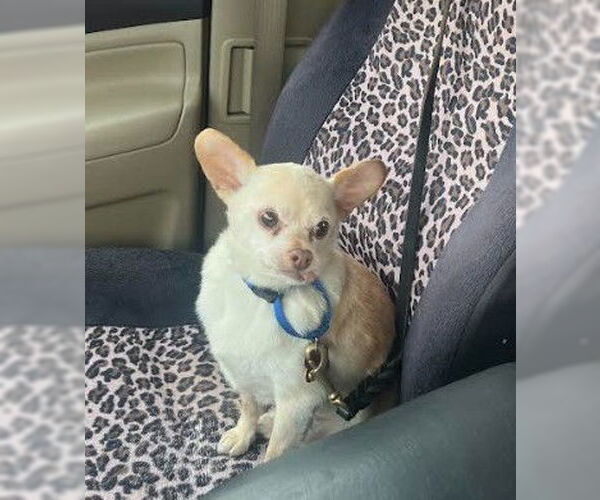 Medium Photo #3 Chihuahua Puppy For Sale in San Diego, CA, USA