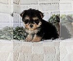 Small #12 Morkie