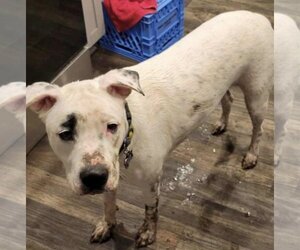 Brian - Male Boxer-Unknown Mix Dog for Adoption - Photo #4