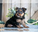 Small #1 Yorkshire Terrier