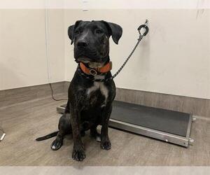 American Pit Bull Terrier Dogs for adoption in Pasadena, CA, USA