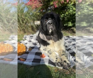 Mother of the Newfoundland puppies born on 10/23/2023