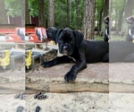 Image preview for Ad Listing. Nickname: Coco