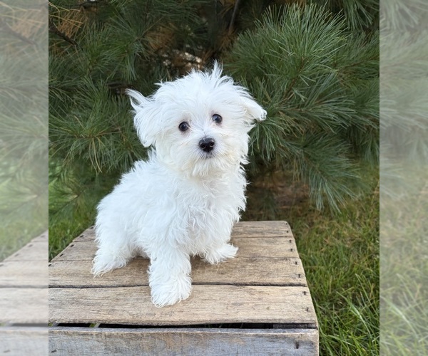 Medium Photo #4 Maltese Puppy For Sale in MIDDLEBURY, IN, USA