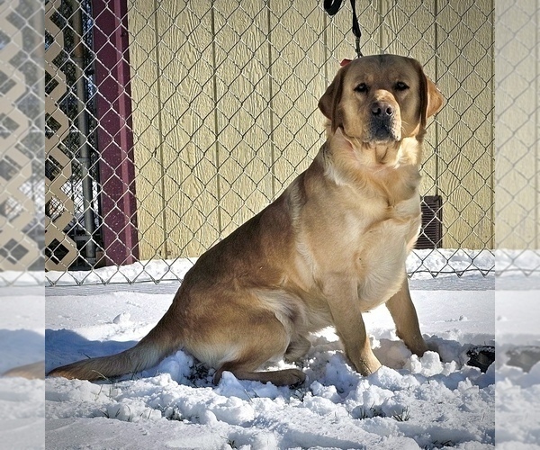 Medium Photo #1 Labrador Retriever Puppy For Sale in CRANBERRY, PA, USA