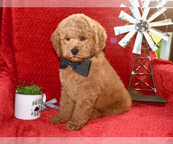 Medium Photo #2 Goldendoodle (Miniature) Puppy For Sale in LIBERAL, MO, USA