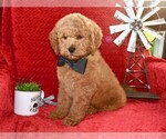Small #1 Goldendoodle (Miniature)